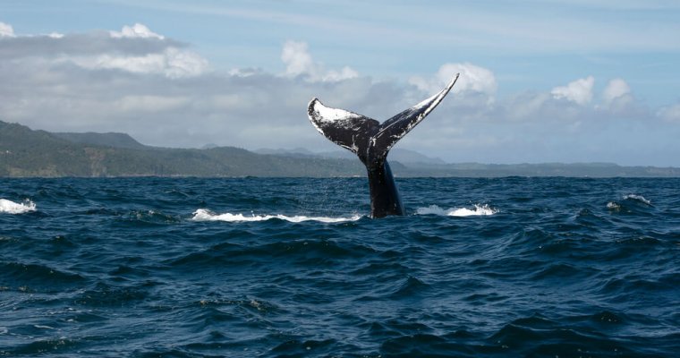 نهنگ مرموز آسیایی بیت کوین های خود را به صرافی Huobi منتقل کرد! Whale tail ocean 760x400 نهنگ مرموز آسیایی بیت کوین های خود را به صرافی Huobi منتقل کرد!
